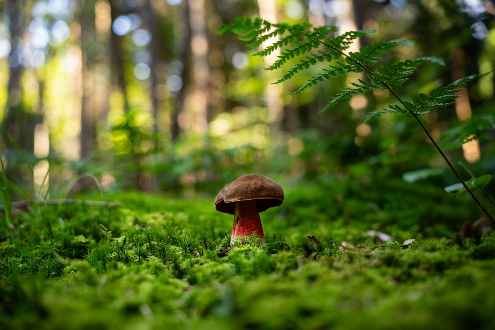 De 0 à 1000€ de Revenus Passifs par Mois : Étude de Cas